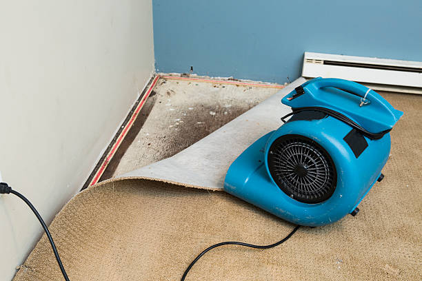 Best Water damage contractors near me  in Nashville, MI